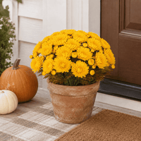 Soft Yellow