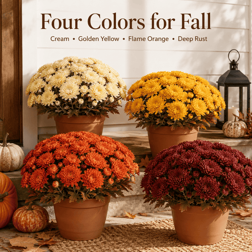 💥Last Day 50% OFF🌼-Autumn Bloom Faux Chrysanthemum Bush