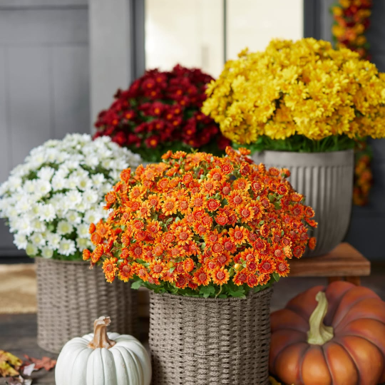 💥Limited Stock 60% OFF🌼Welcome Autumn- Artificial Outdoor Sunset Mums Flowers - UV Resistant, Waterproof, Windproof