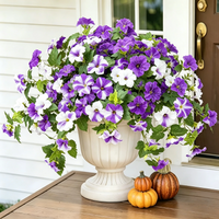 Purple White